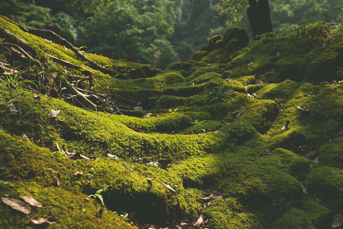 インバウンド観光に感じる可能性