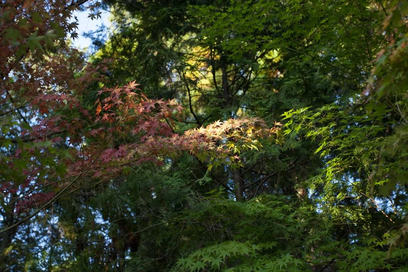 訪日メディア「MATCHA」で作っていきたい世界観、メディアの理念と熱量の話