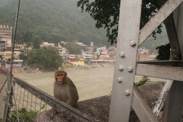 ヨガ　リシュケシュ　インド