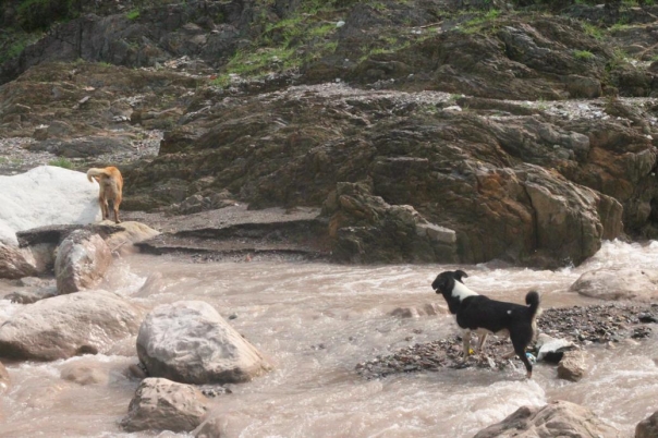 ヨガ　リシュケシュ　インド