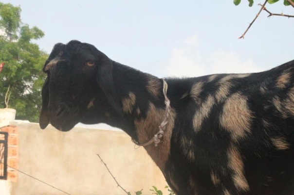 ジョードプル　インド