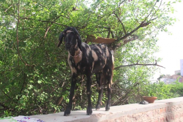 ジョードプル　インド